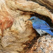 Mountain Bluebird